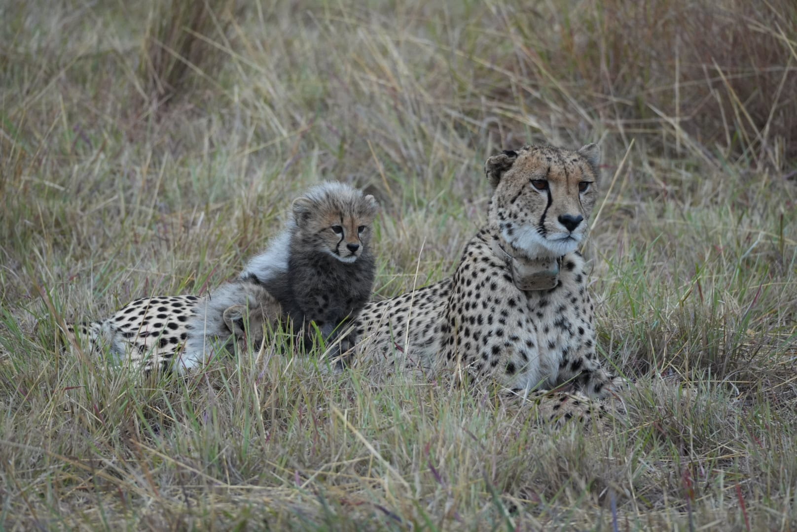 Female cheetah with cubs at Mabula Game Reserve