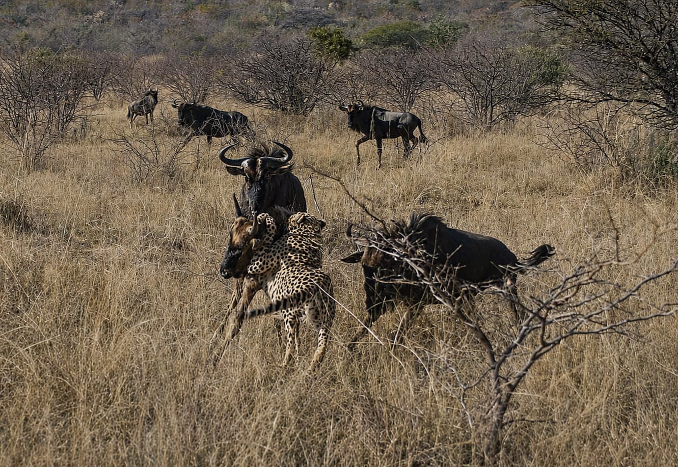 Cheetah and wildebeest encounter on the open plains at Mabula Game Reserve