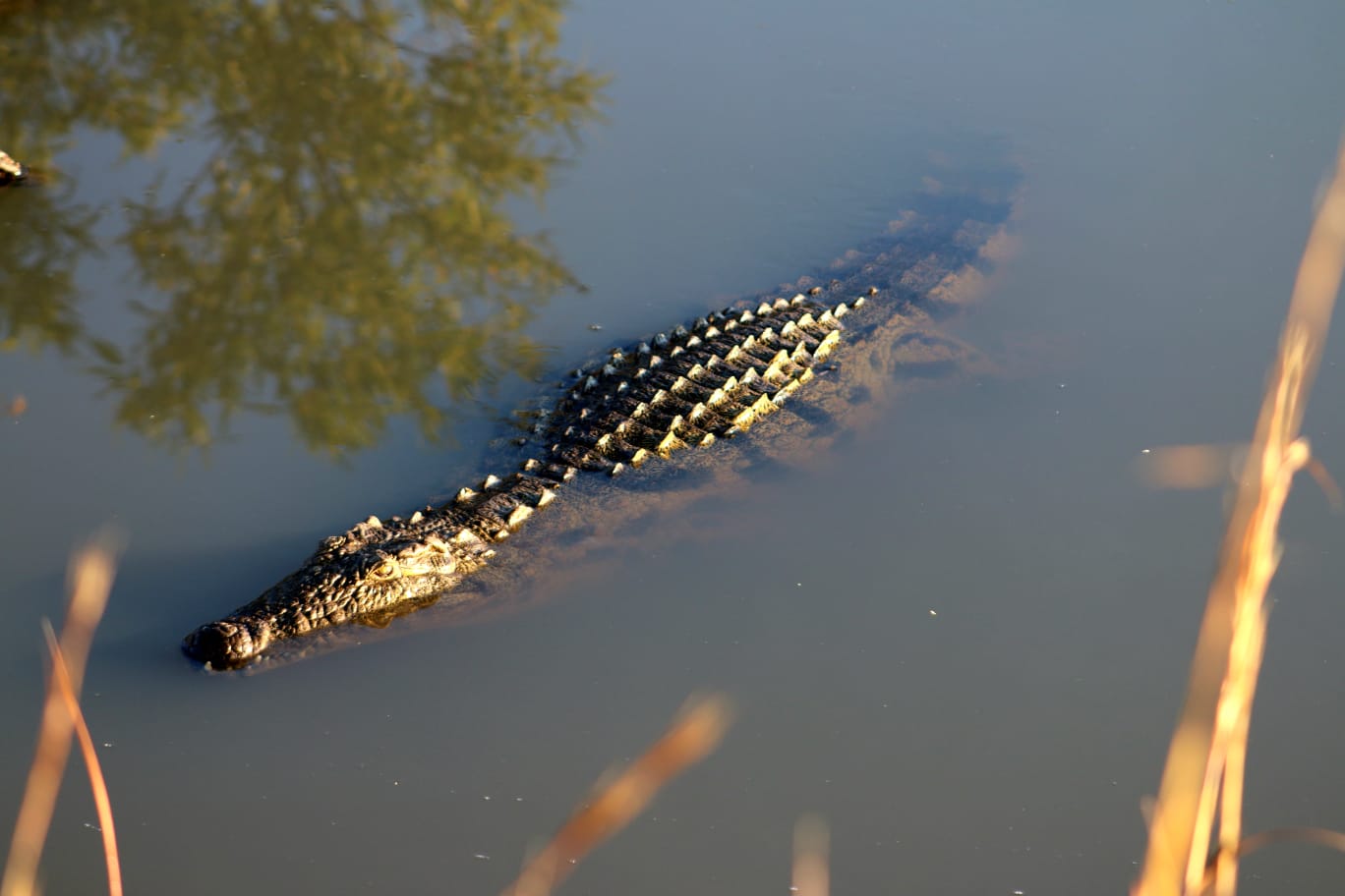 Crocodile near a dam at Mabula Game Reserve