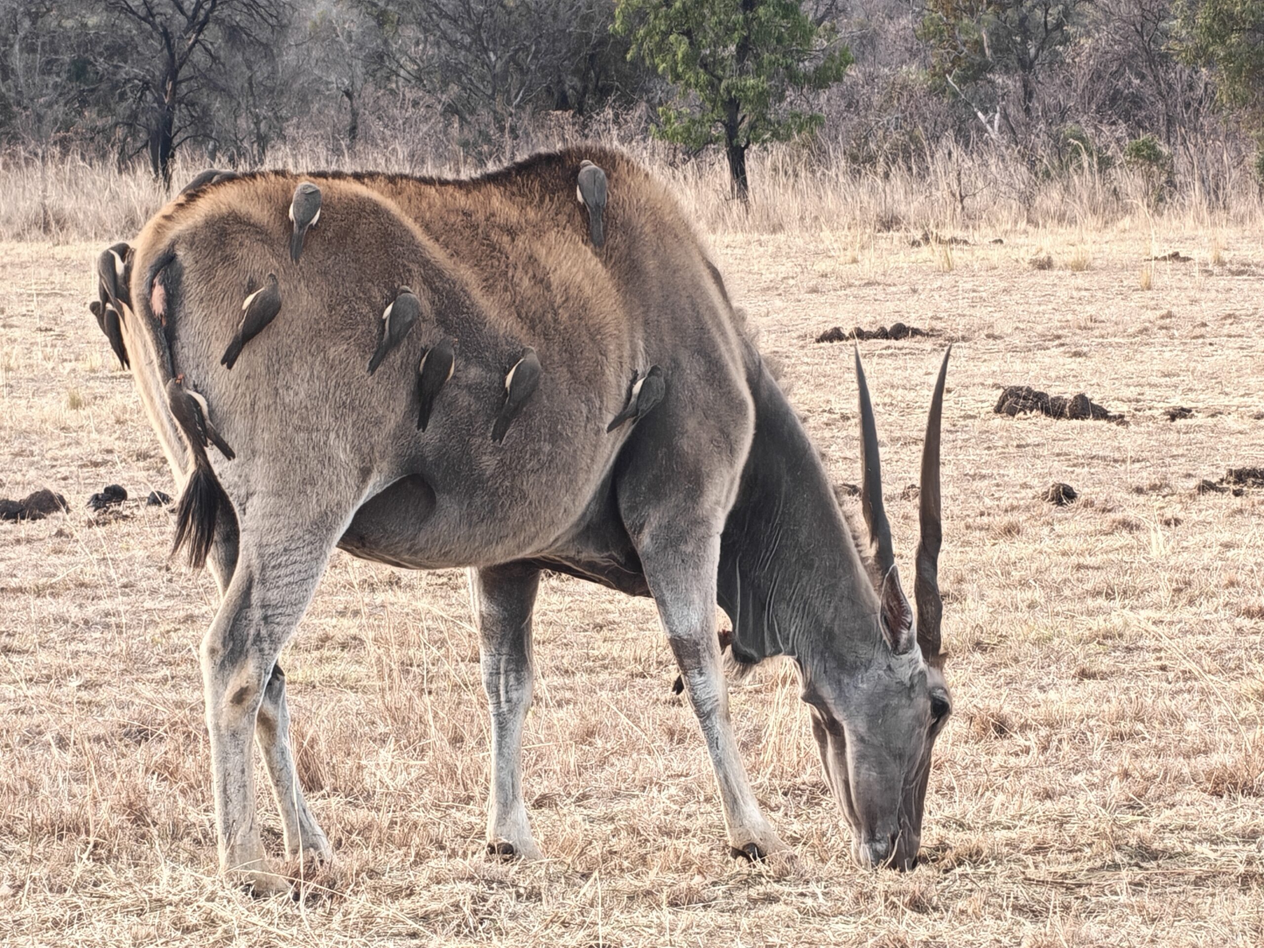 Eland antelope at Mabula Game Reserve