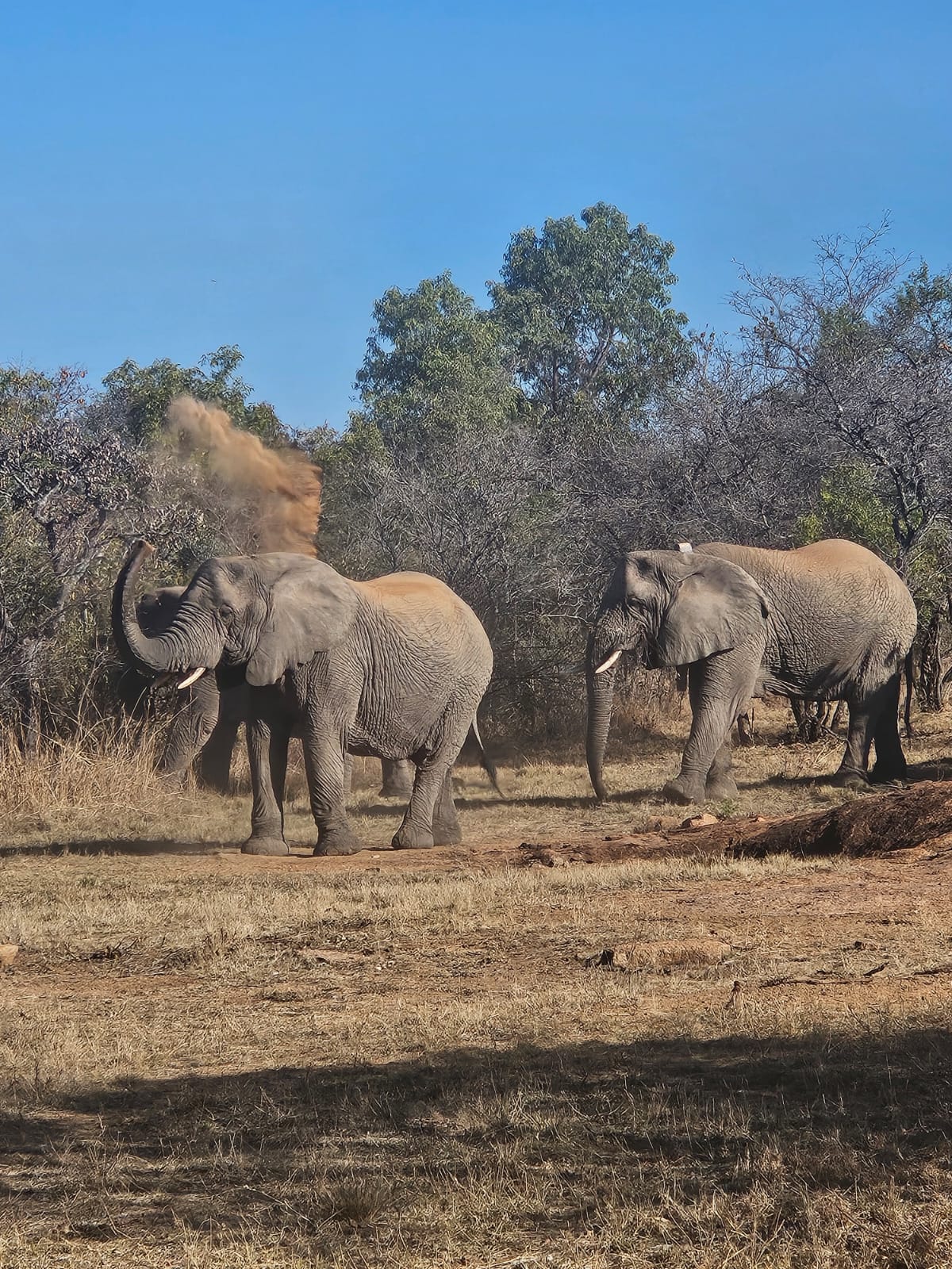 Elephant breeding herd at Mabula Game Reserve