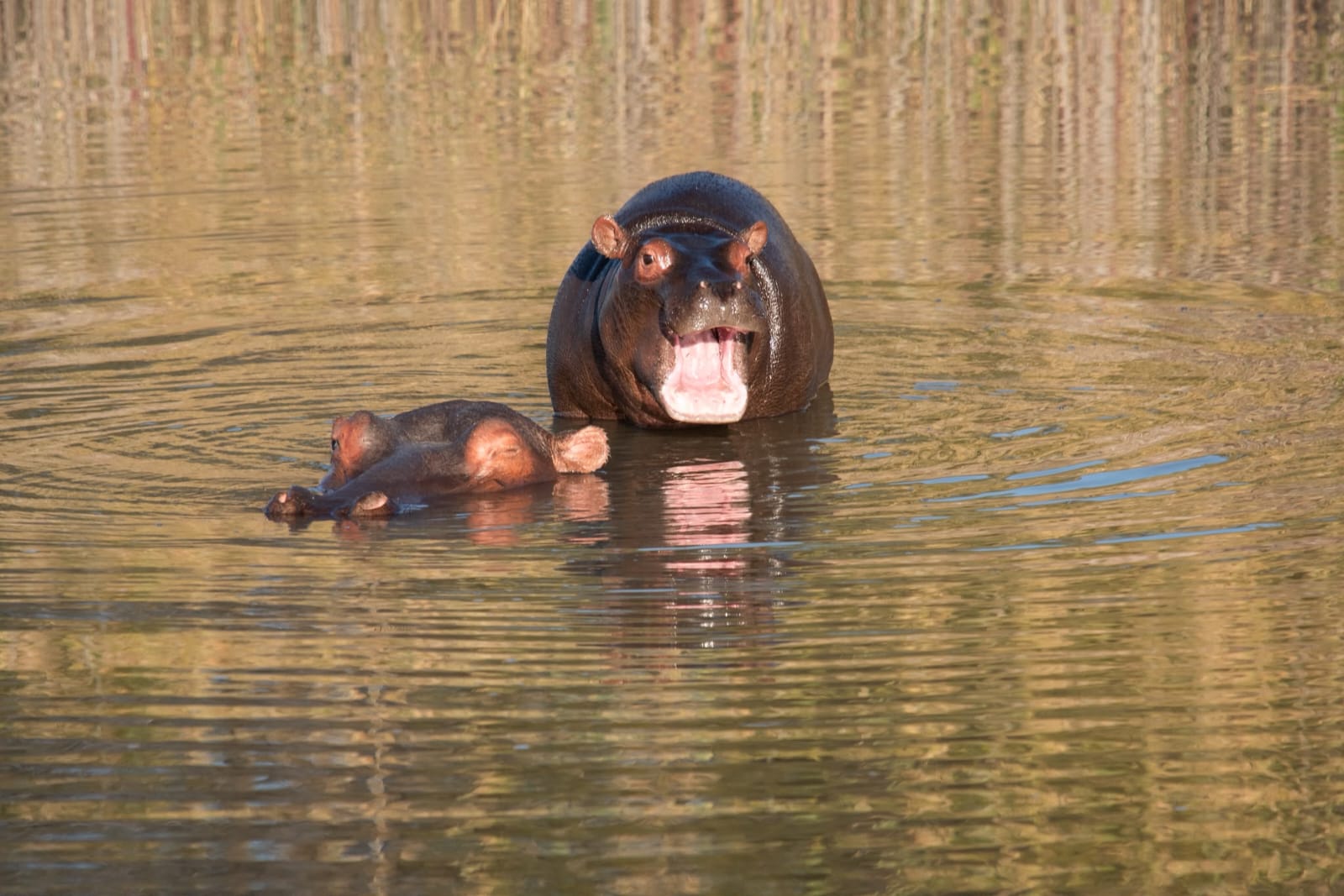 Hippo in the water at Mabula Game Reserve