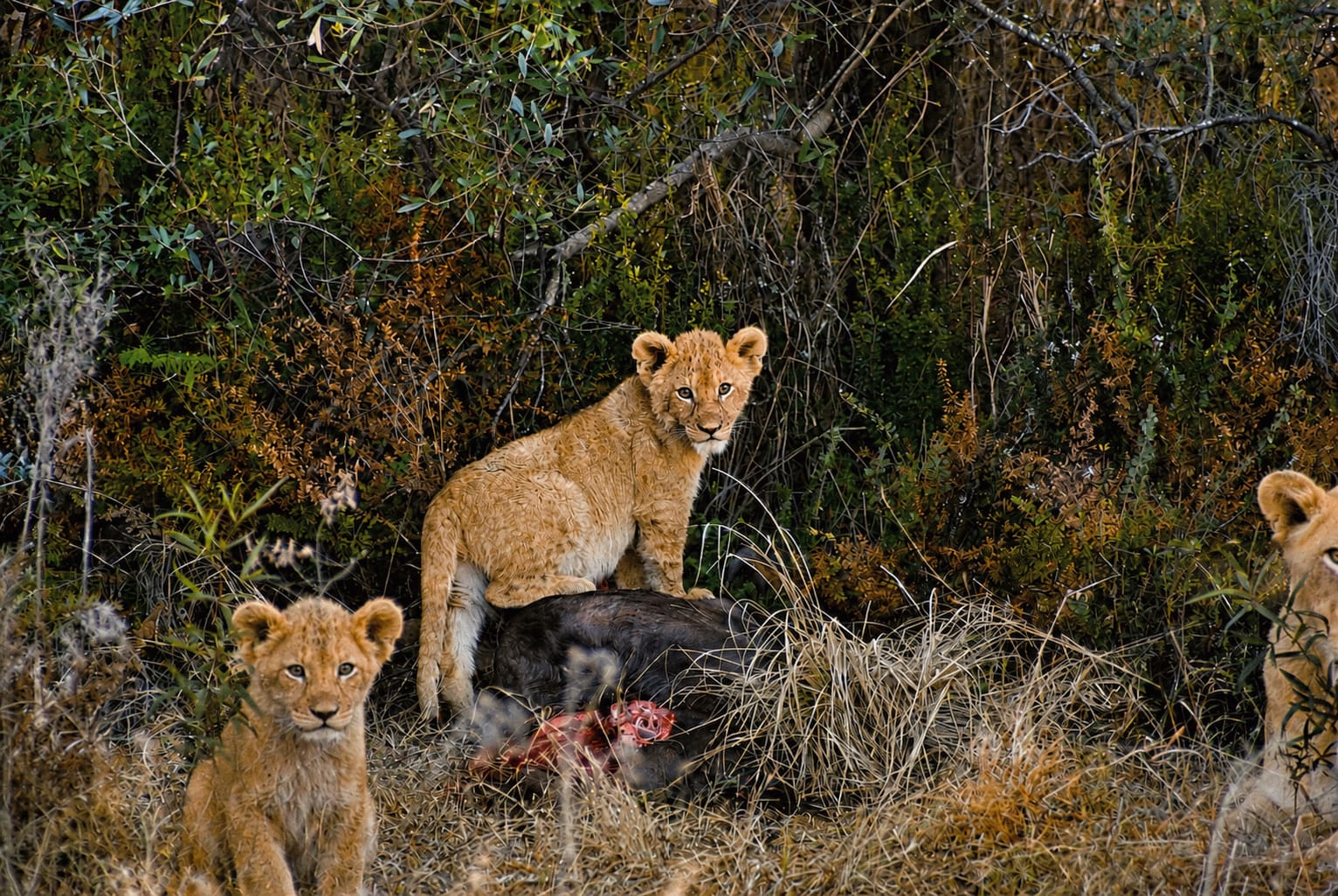 Young lion cubs investigating a wildebeest kill at Mabula