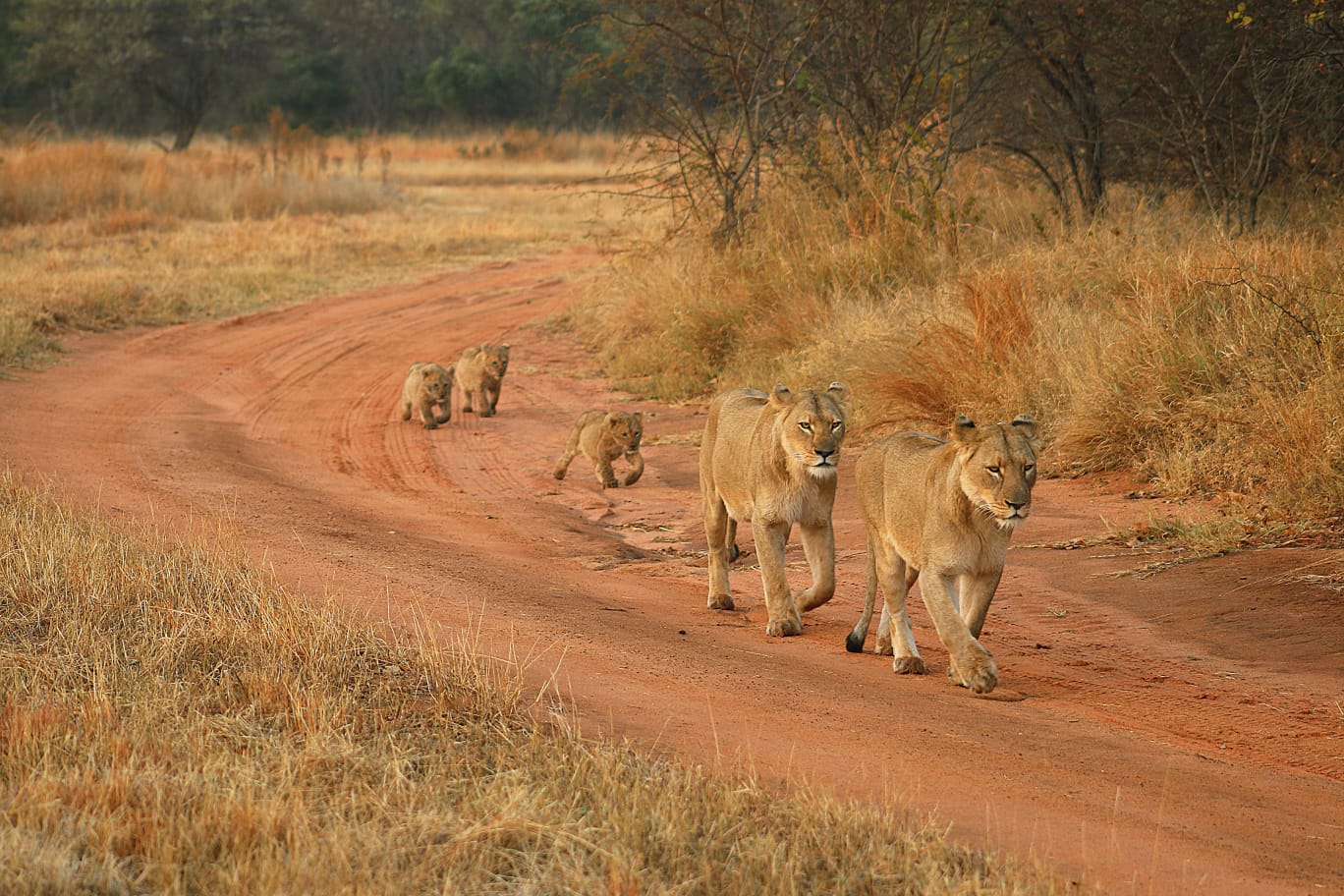 Lion cubs playing at Mabula Game Reserve