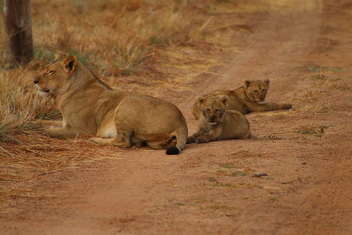 Lake Kyle lioness and her three cubs at Mabula Game Reserve