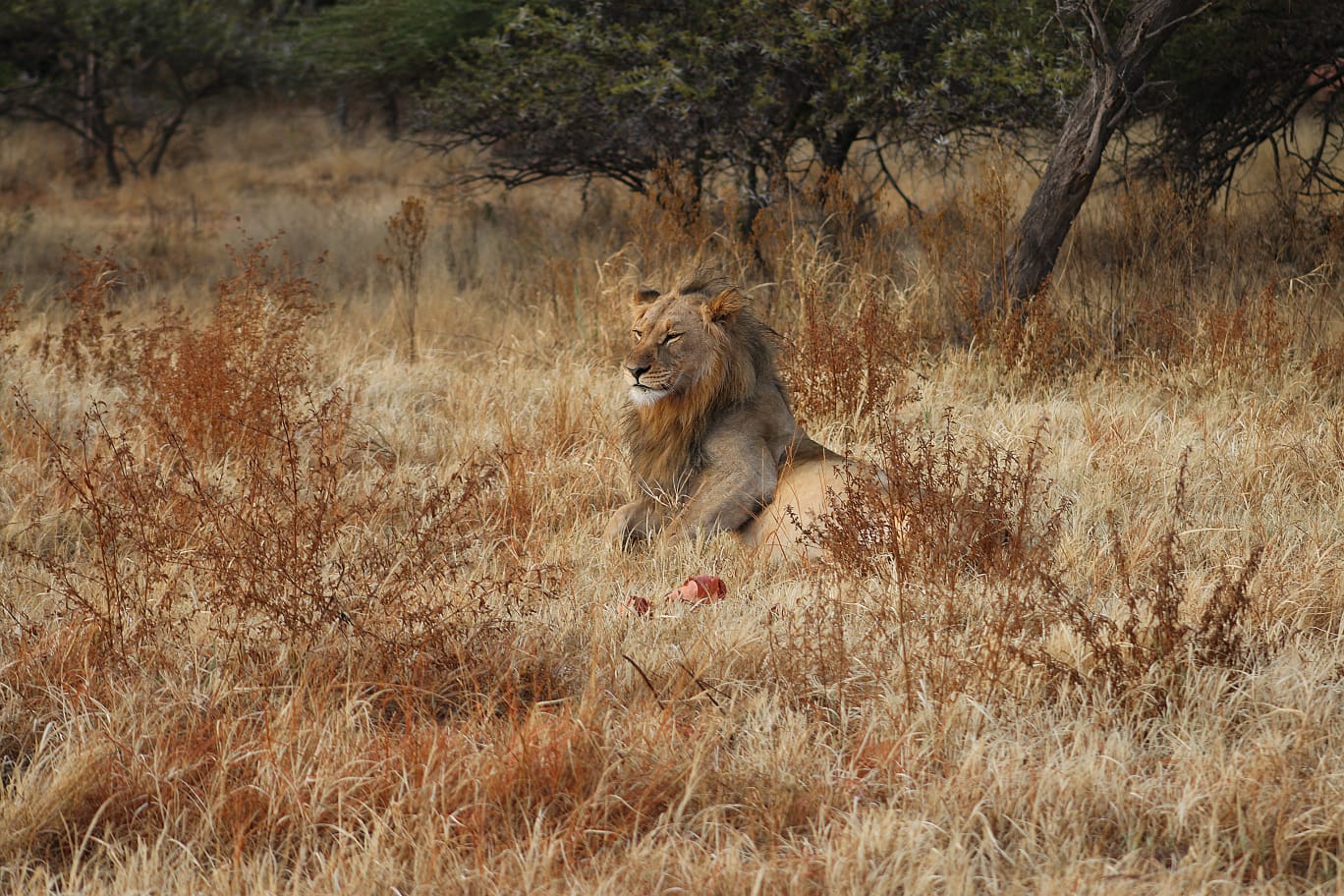 Male lion patrolling Mabula Game Reserve