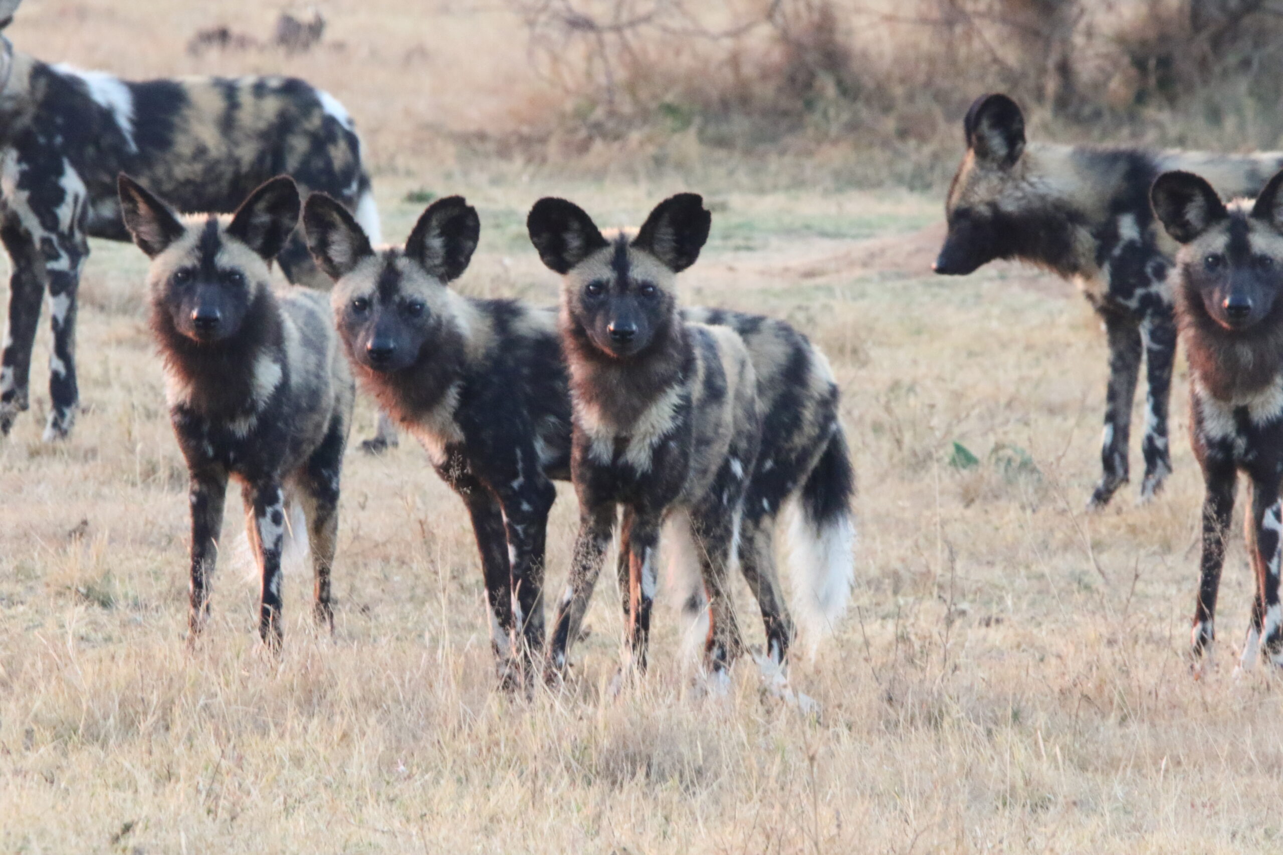 African wild dog pack at Mabula Game Reserve