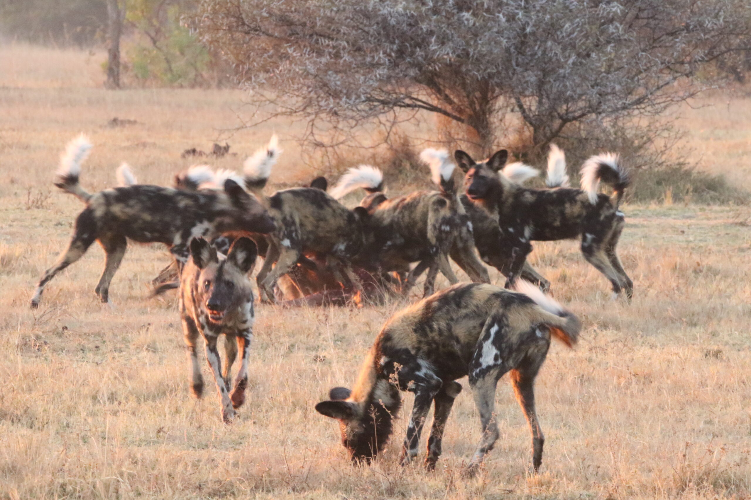 African wild dogs playing at Mabula Game Reserve