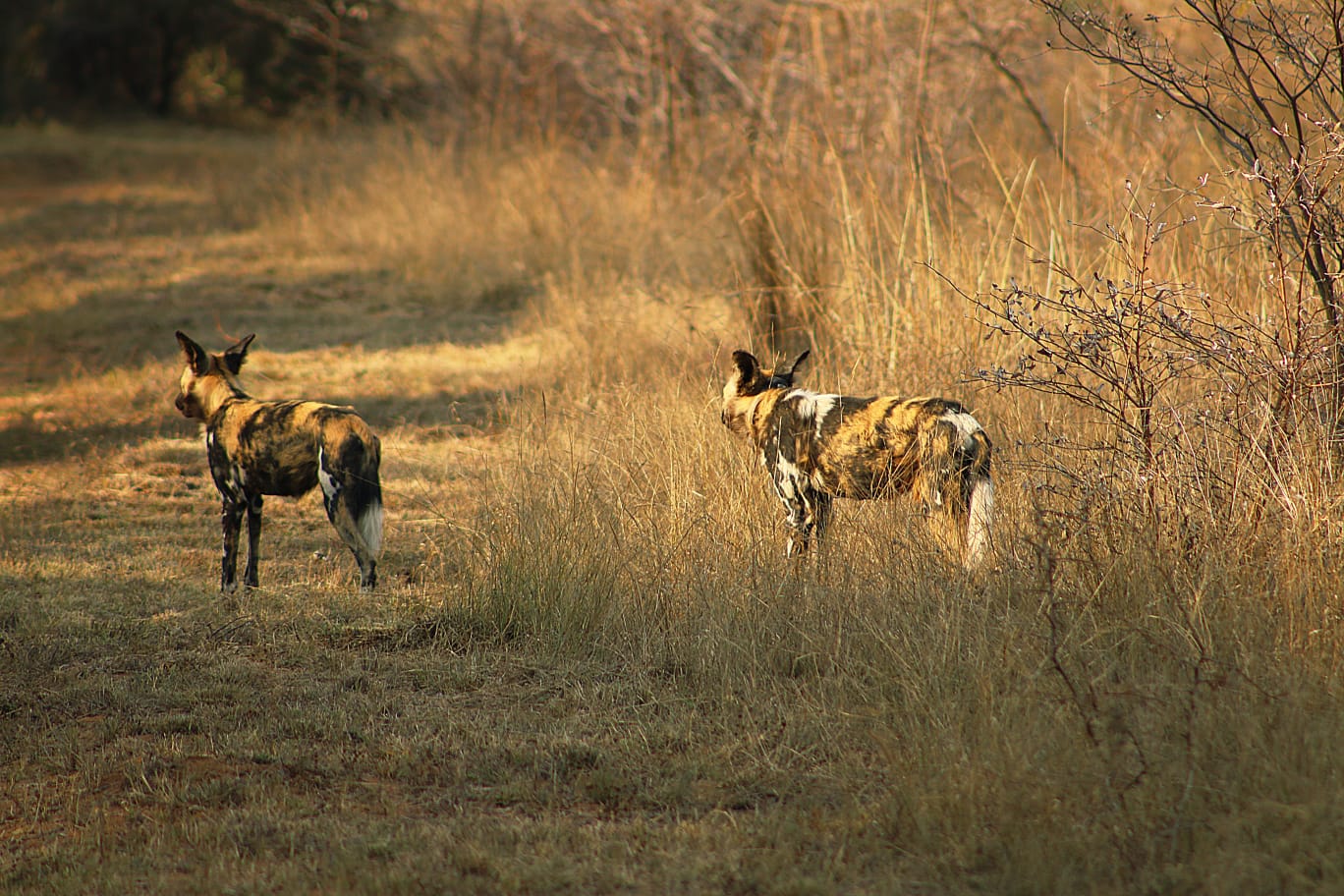African wild dogs moving together at Mabula Game Reserve