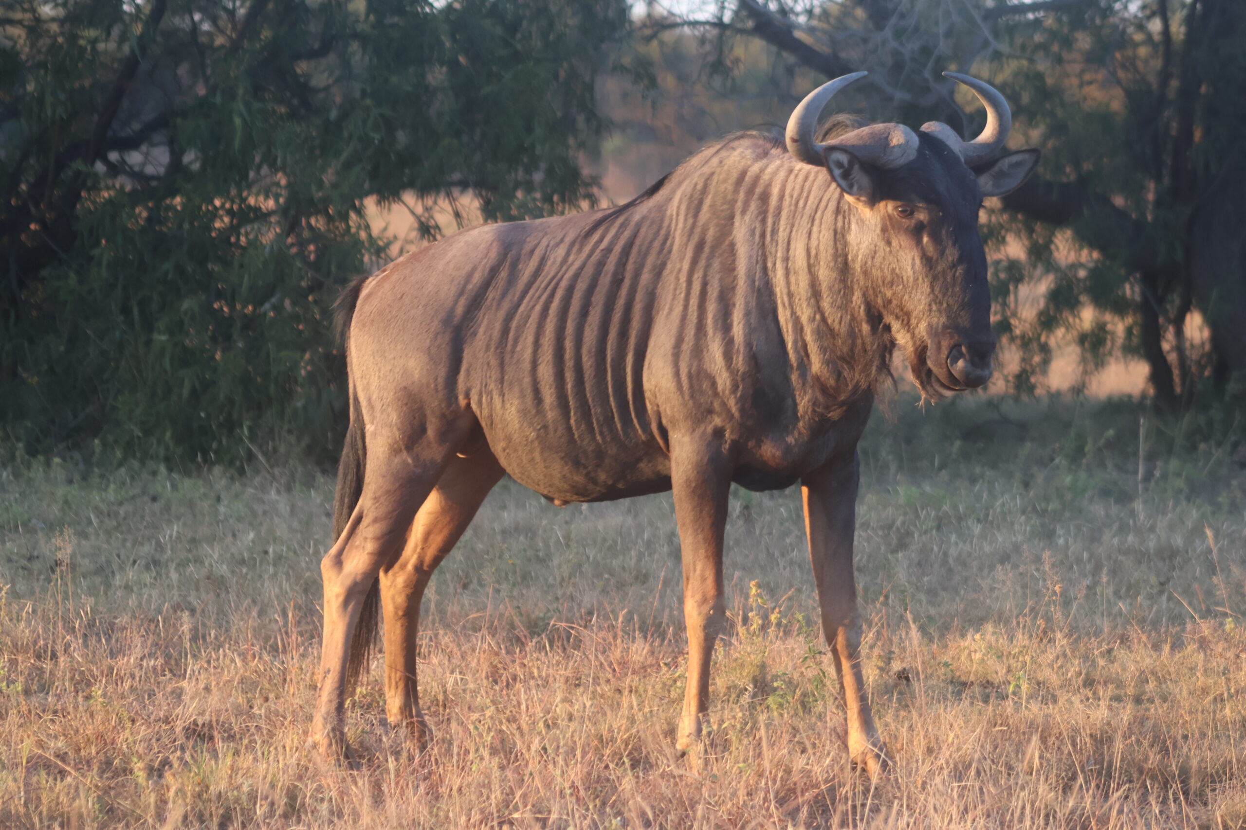Wildebeest grazing on the open plains at Mabula Game Reserve