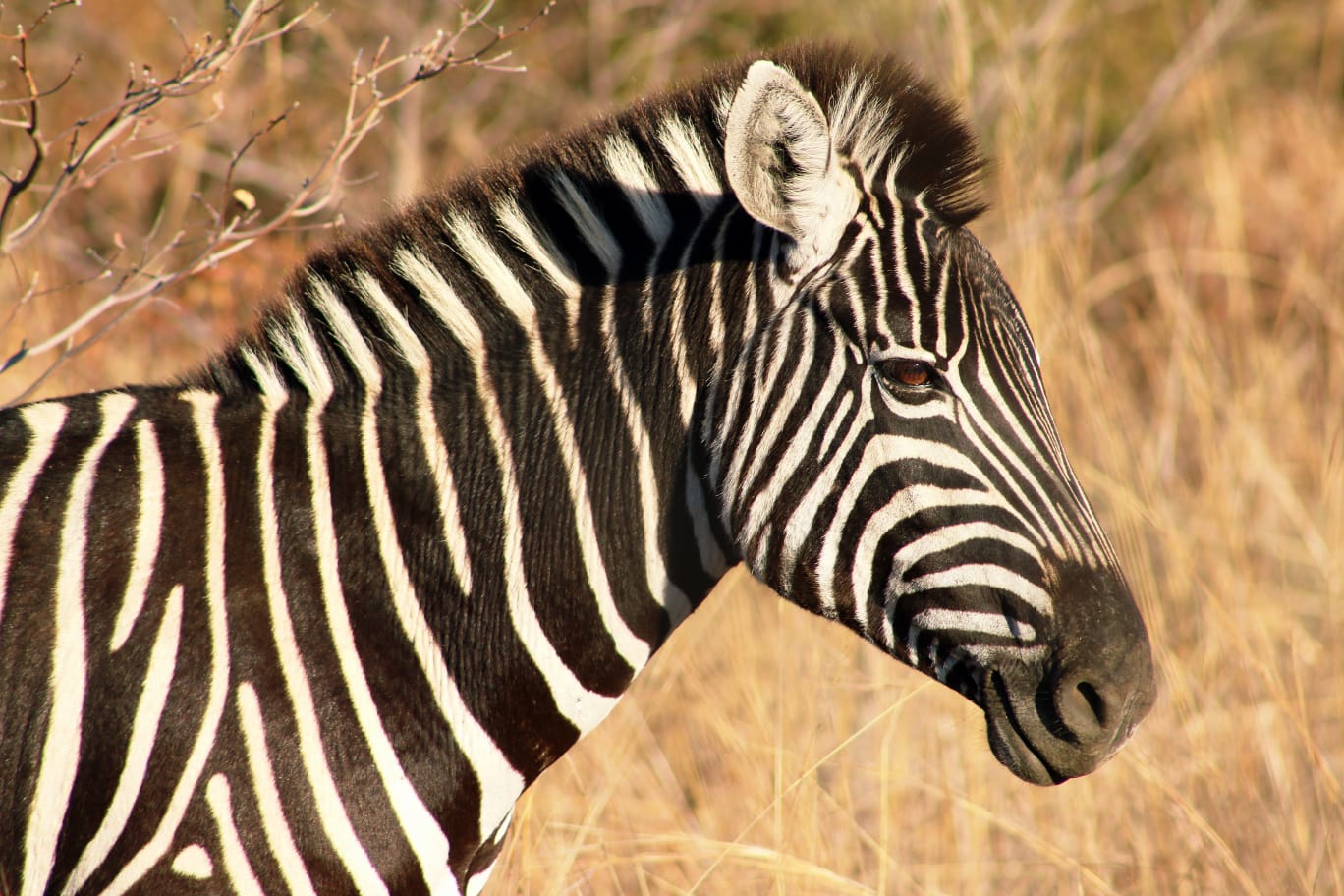 Plains zebra at Mabula Game Reserve