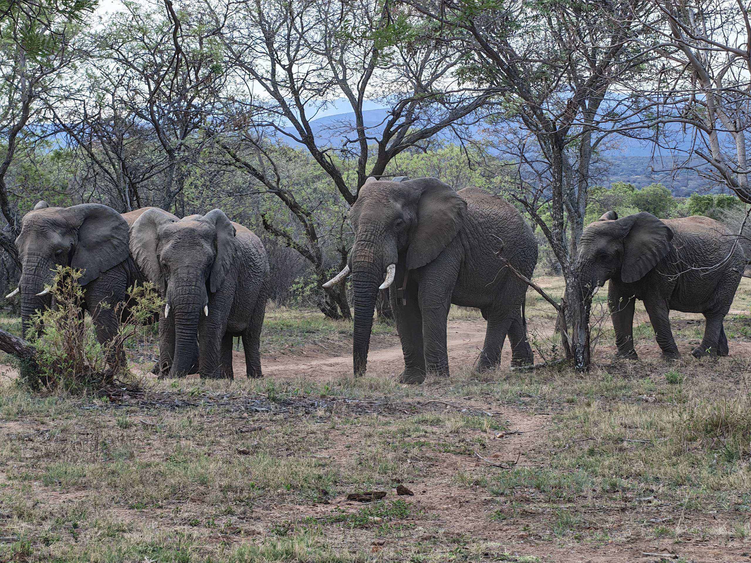 Elephants gathered beneath trees at Mabula
