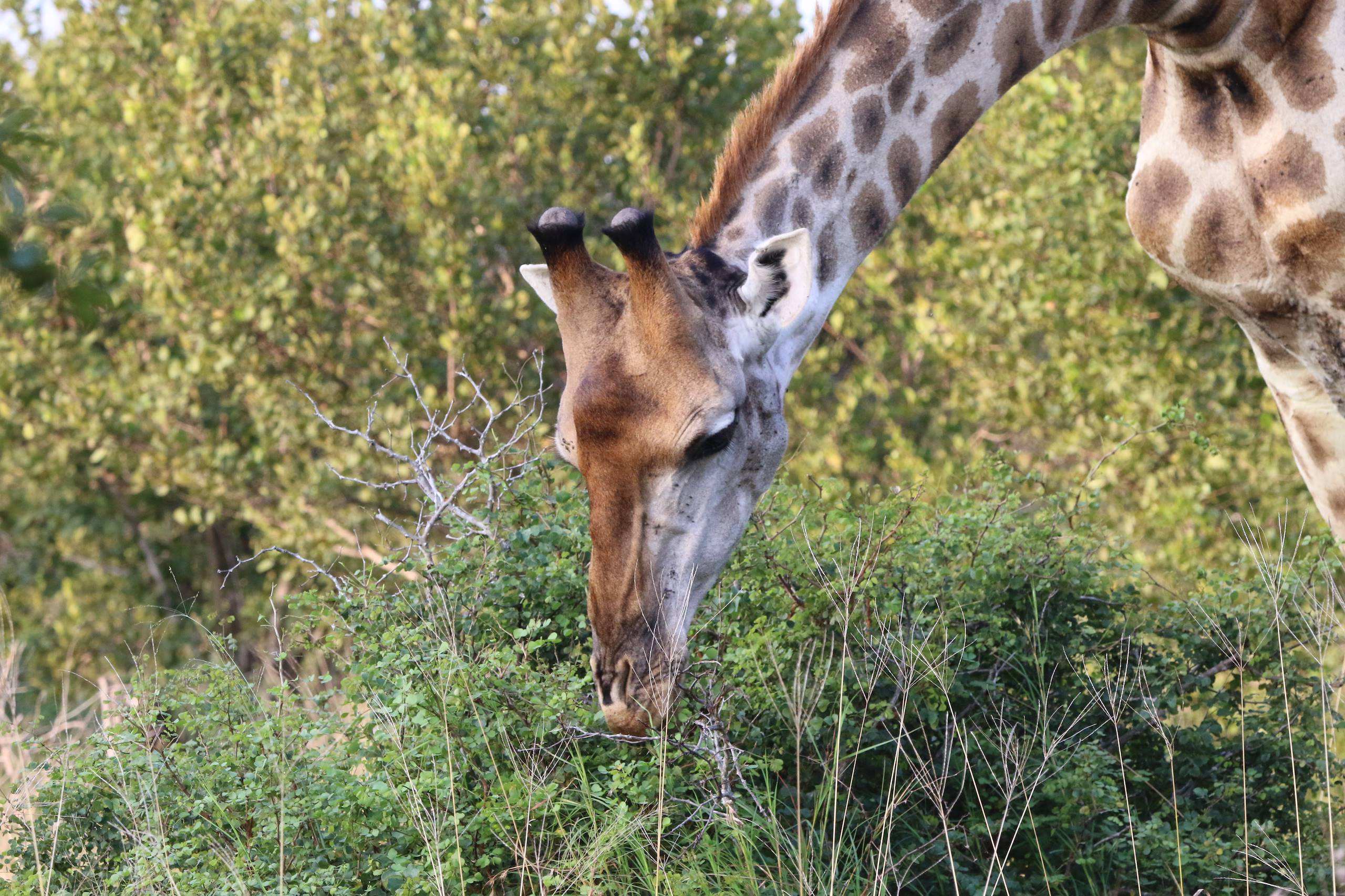 A giraffe bending down to browse low branches at Mabula