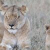 A lioness resting beside a young cub at Mabula