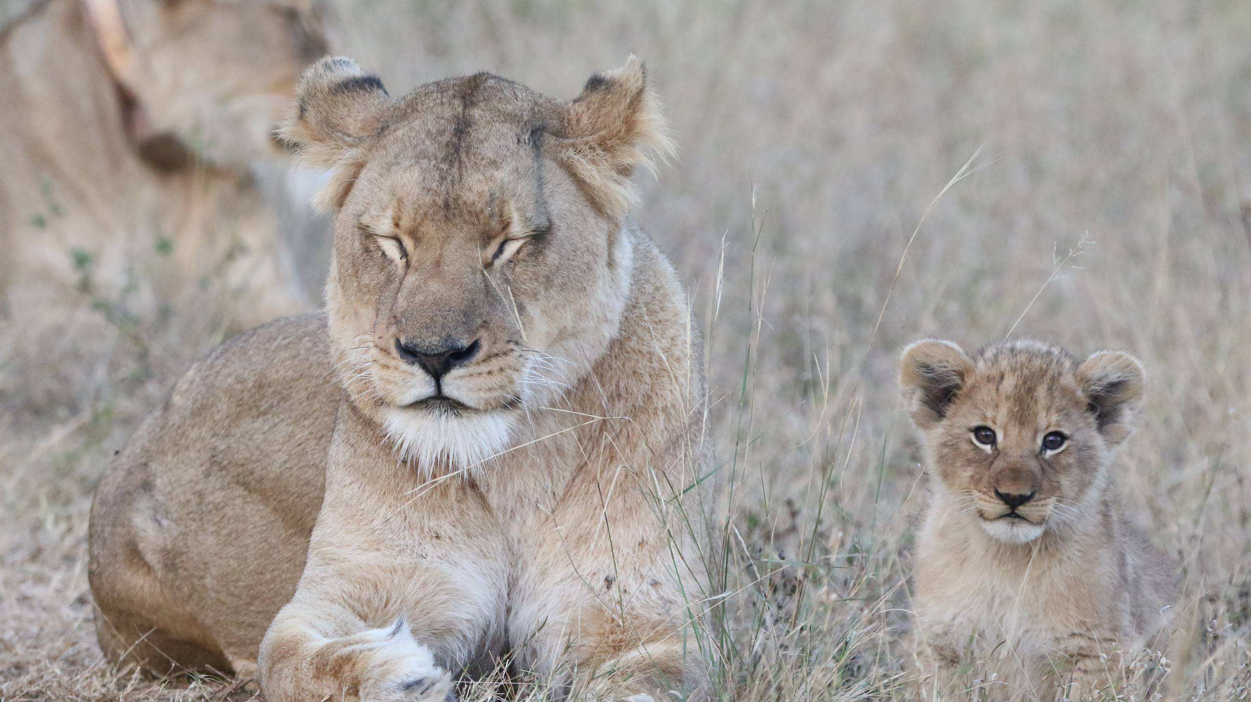 A lioness resting beside a young cub at Mabula