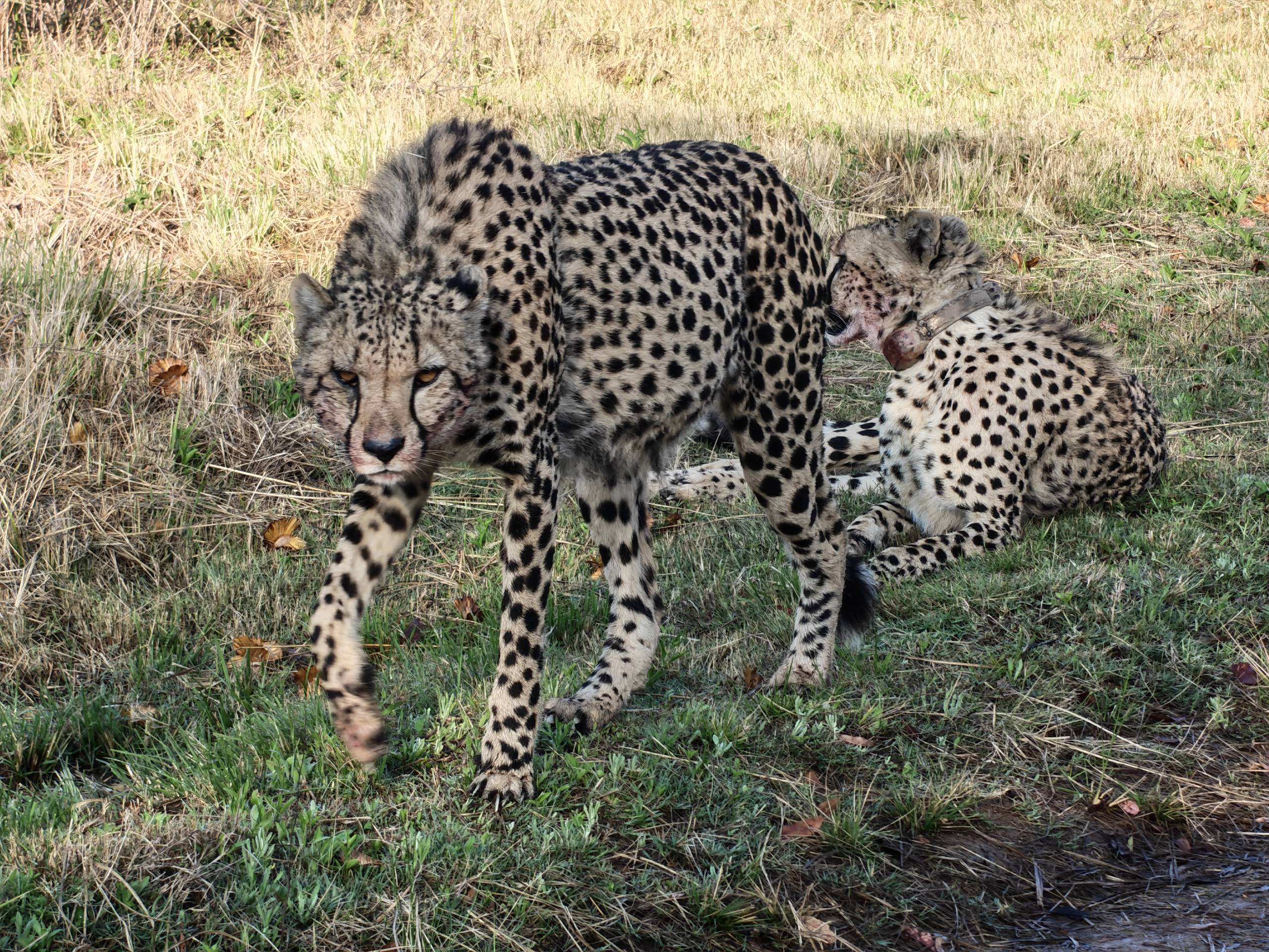 Two male cheetahs grooming beside a track at Mabula