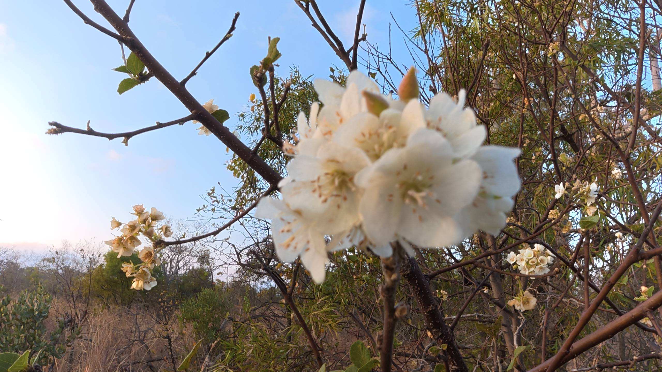 White wild pear blossoms among branches at Mabula