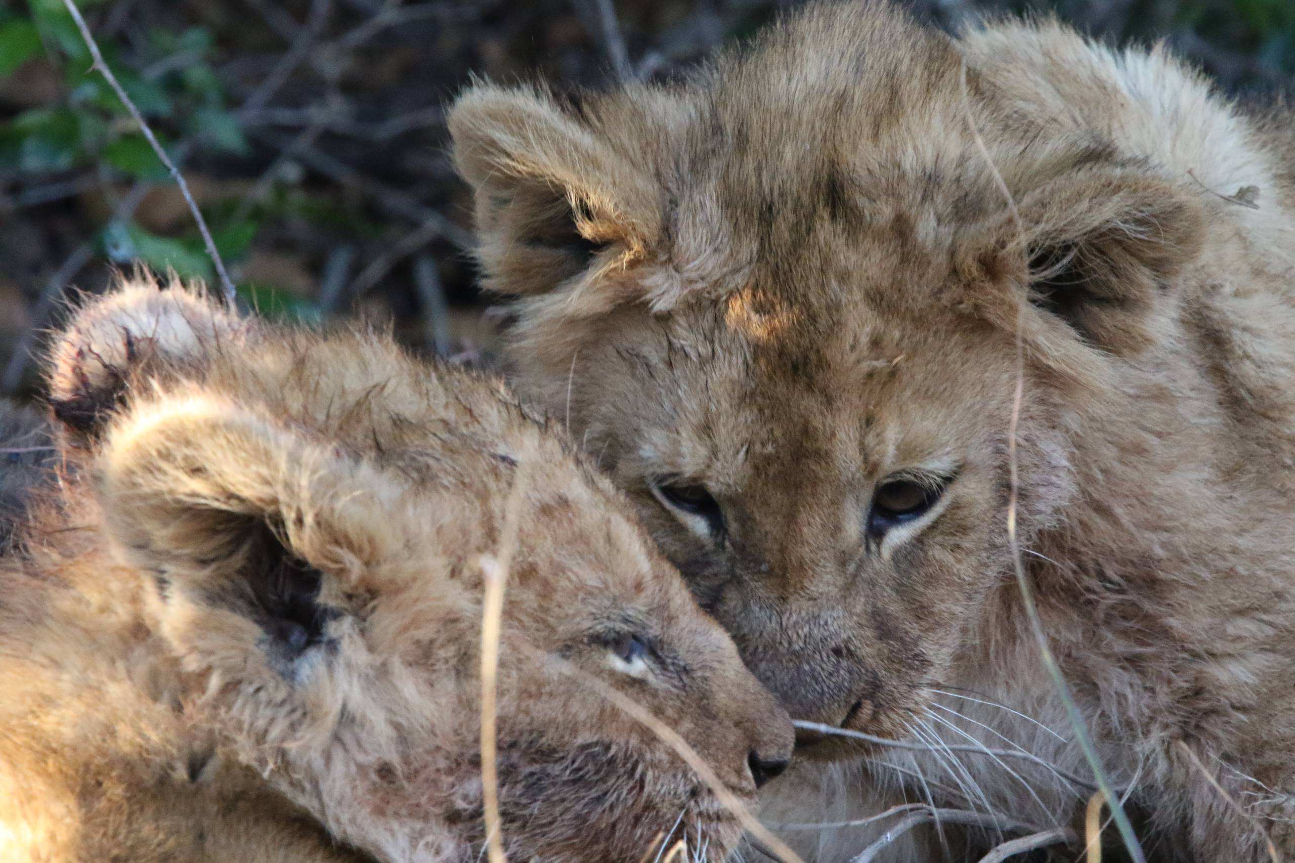 Young lion cubs resting close together at Mabula